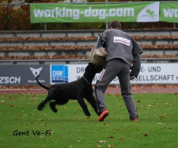 Jiří Radovesnický & Gent Ve-Fi